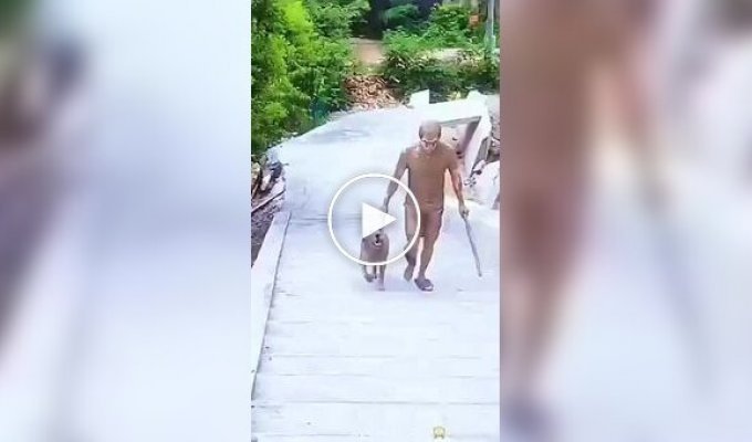 Забавные моменты на прогулке с собаками