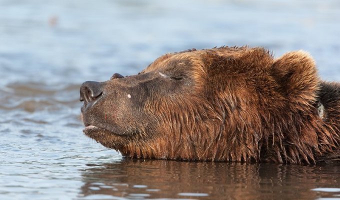 Бурые медведи Камчатки глазами фотографа Сергея Горшкова (25 фото)