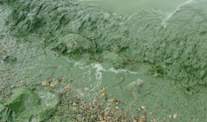 Черноисточинское водохранилище под Нижним Тагилом стало зеленым (7 фото)