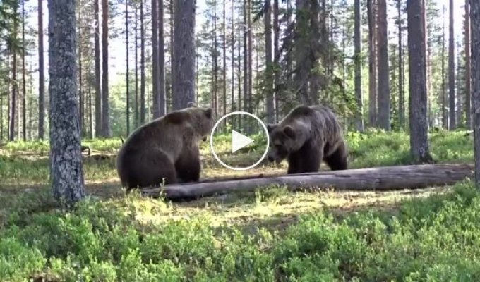 Серьезная разборка двух медведей