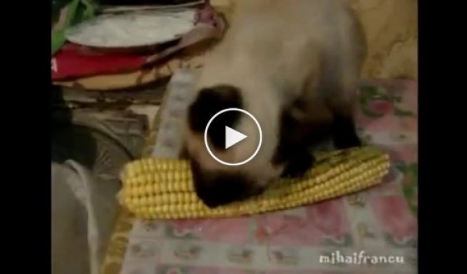 Кот любит кукурузу