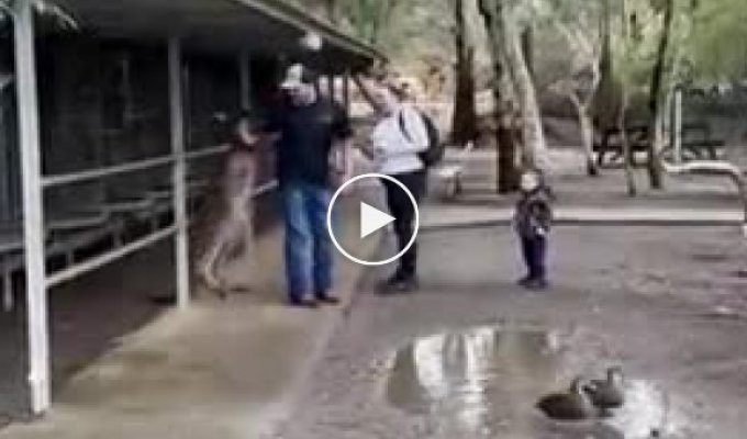 В австралийском заповеднике мужчина случайно подрался с кенгуру