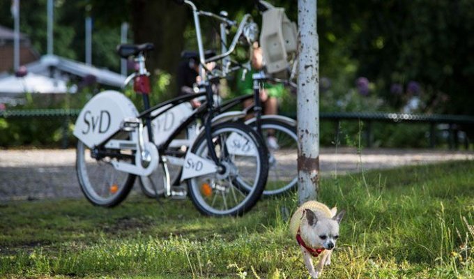 На что будет похожа городская велосипедная сеть Москвы? (20 фото)