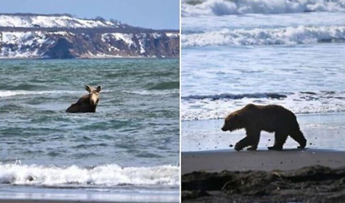 На Камчатке медведь погнался за купающимся в бухте лосем (5 фото + 2 видео)