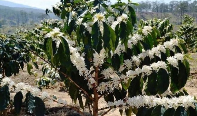 Как цветет кофейное дерево (5 фото)