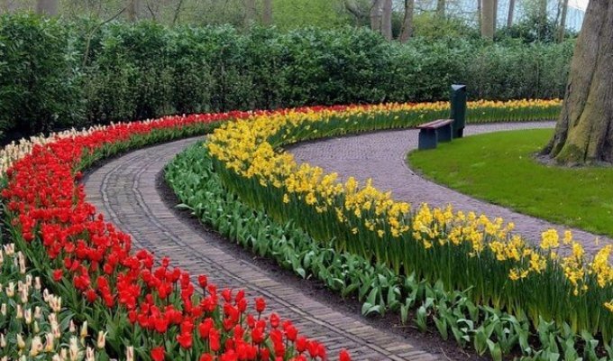 Парк цветов Кекенхоф лишился туристов (10 фото + видео)