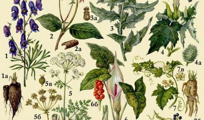 7 самых опасных растений России (8 фото)