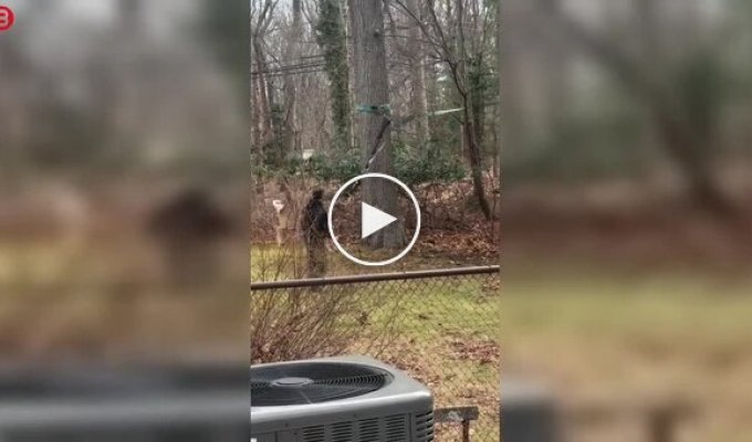 Олень застрял в чужом саду: удивительная спасательная операция