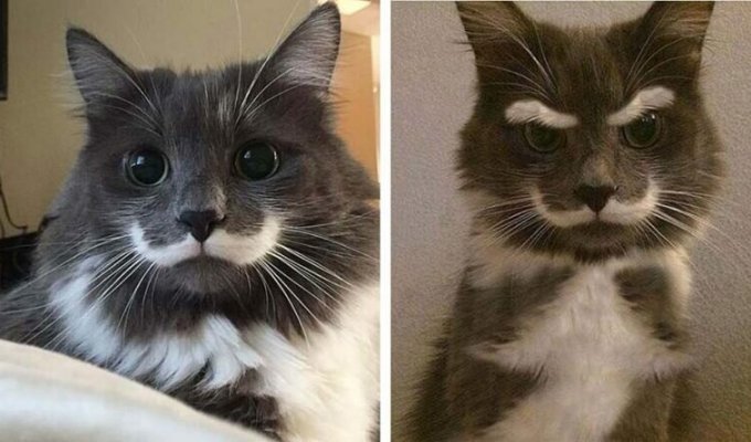 Кошки с необычными окрасами на морде напоминающие усы (17 фото)