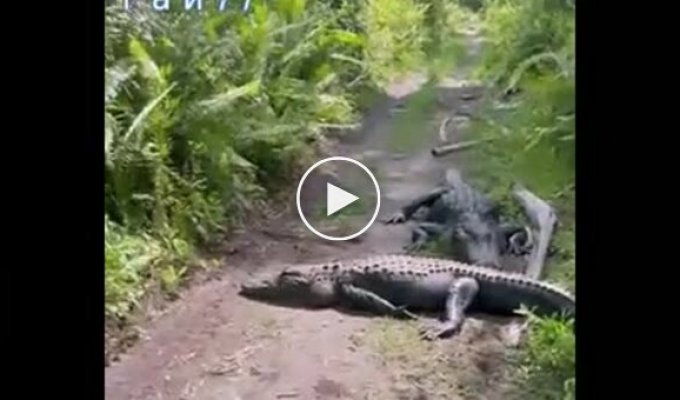 Brave cyclist disturbs alligators