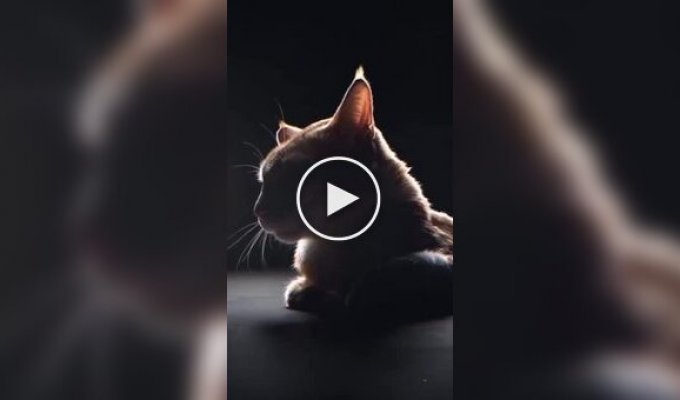 Девушка сняла обзор на кота в стиле Apple