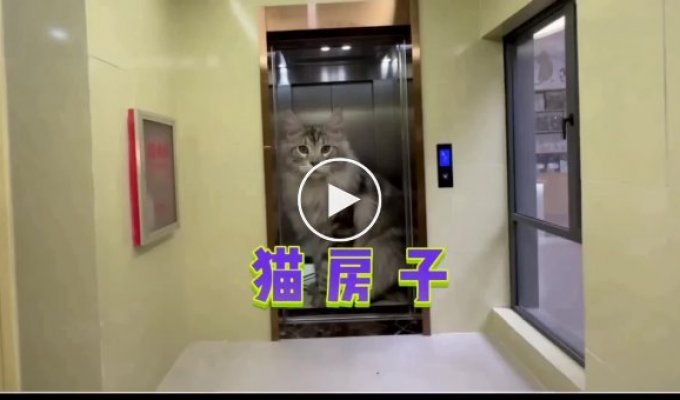 Китаец построил мини-особняк для своих котов