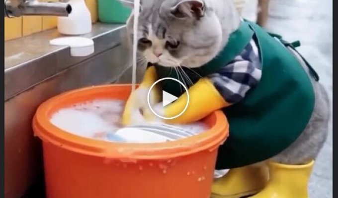 A netizen showed what cats would look like washing dishes