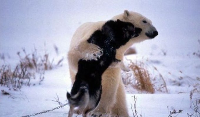 Медведь и собака стали лучшими друзьями (6 фото)