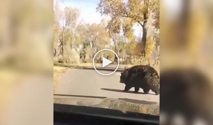 К зиме готов: медведь зажировался