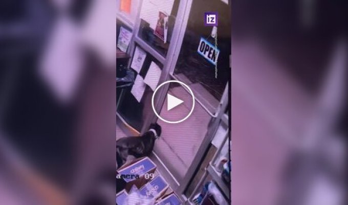 Побег смышленого пса из приюта для животных