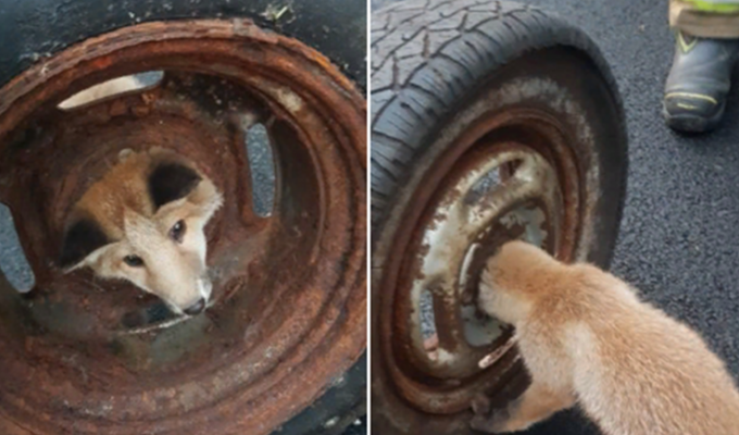 Встряли: шотландские пожарные спасли лисенка из колеса, а белорусские мчсники - пса из калитки (4 фото)