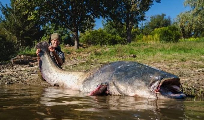 A fisherman in the Czech Republic caught the largest catfish in the country's history (4 photos)