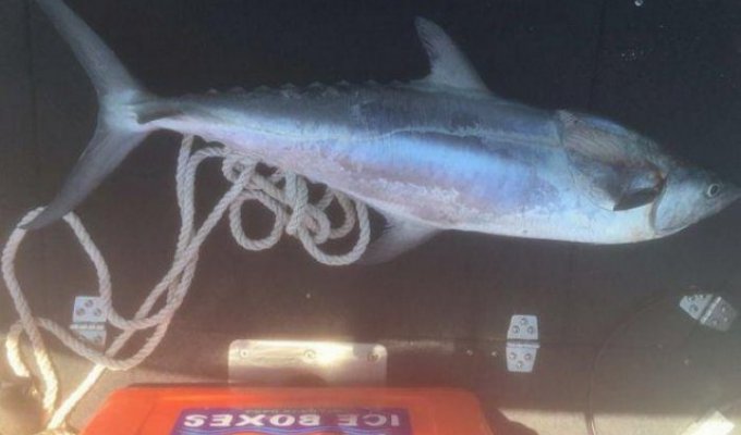 Макрель чуть не убила рыбачку из Австралии (4 фото)
