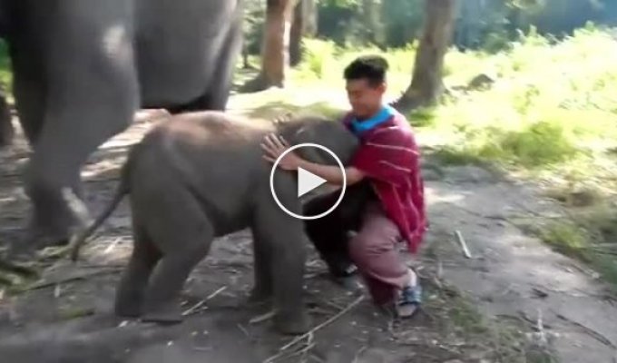 Слоненок пристает к туристу