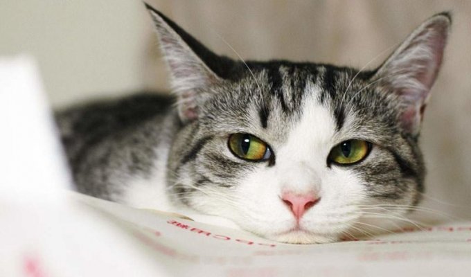 А вы знали какова средняя продолжительность жизни кошек в домашних условиях? (1 фото)