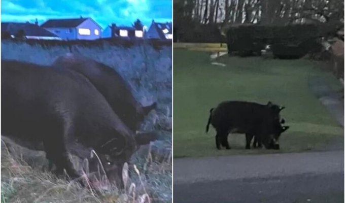 В Англии "банда" свиней держит народ в страхе (4 фото)