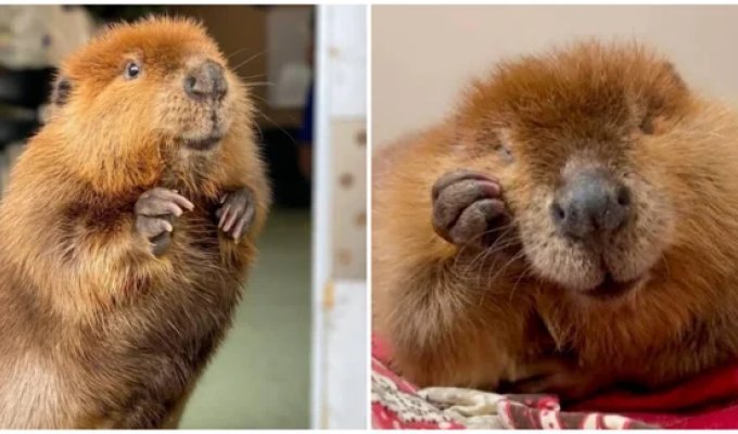 A US Court Didn't Send Nibi, a Beaver Used to Living with People, Back to the Wild (3 Photos + 1 Video)