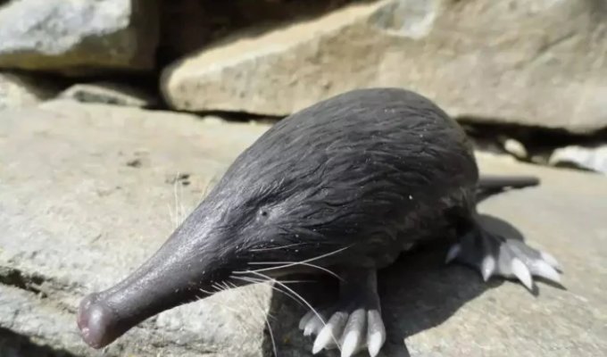 Пиренейская выхухоль: Похож на ошибку эволюции, но это идеальный водный хищник! (10 фото)