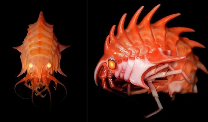 Epimeria: Antarctic Crayfish Blow Your Mind (7 photos)