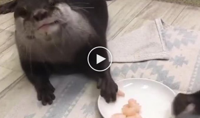 Otters feast on shrimp