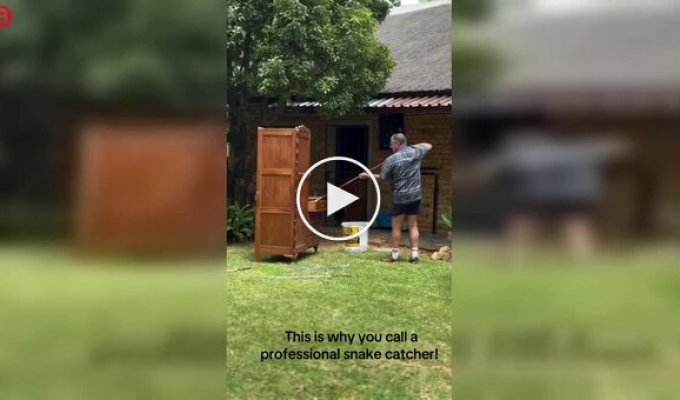 Нежданный «сосед»: туристы открыли шкаф и нашли одну из самых опасных змей в мире