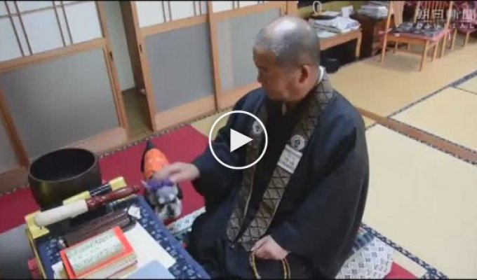 Буддийский священник и собака молятся вместе