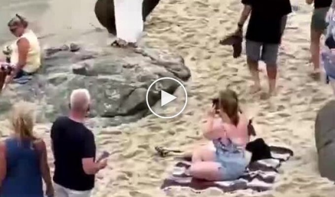 Морские львы выгнали людей с пляжа