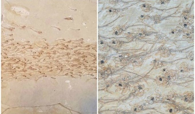 Найдена окаменелость косяка рыб, которым больше 50 миллионов лет (4 фото)