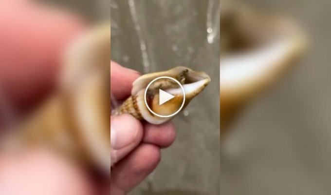 В Австралии даже моллюски не выглядят безобидно