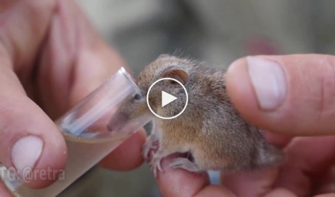 Proboscis couscous - a mixture of hummingbird and mouse