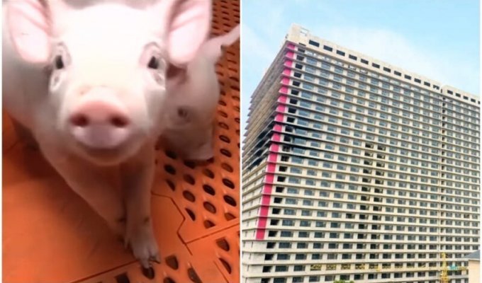 В Китае активно строят "отели" для свиней (6 фото + 1 видео)