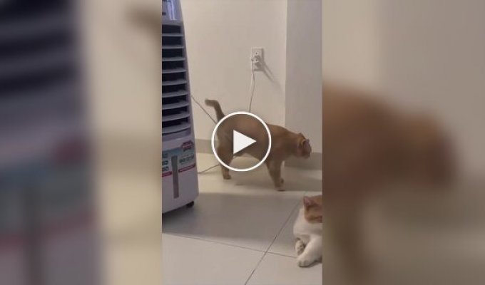 Кот зацепился животом за провод