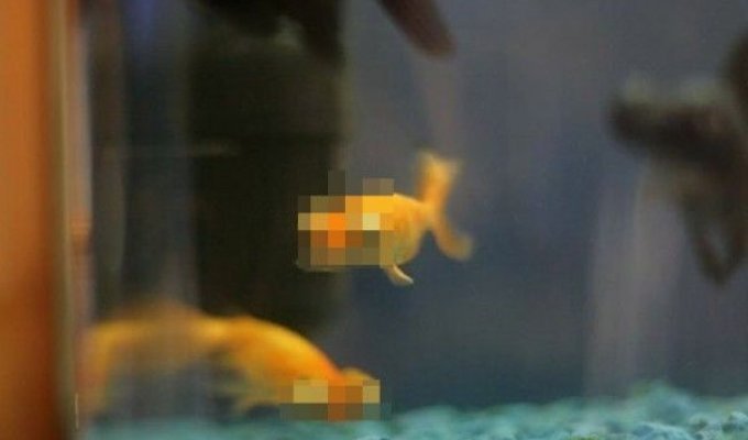 Самая забавная рыбка в мире (3 фото)