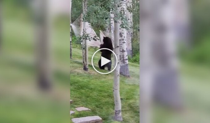 A bear tries to climb into a hammock