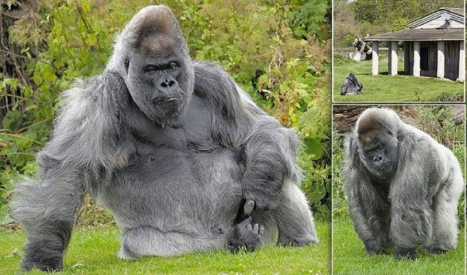 Одна из старейших горилл в мире умерла в своей постели в собственном особняке (8 фото + 1 видео)