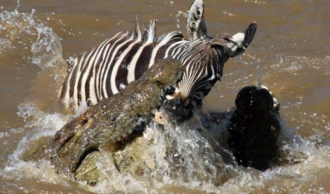 Крокодилы нападают зебр, пересекающих реку Мара в Кении (12 фото)