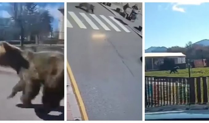 In Slovakia, they are hunting for a bear that was running around the city and attacking people (2 photos + 1 video)