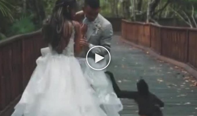 Обезьяна с детенышем присоединились к молодоженам в свадебном видео