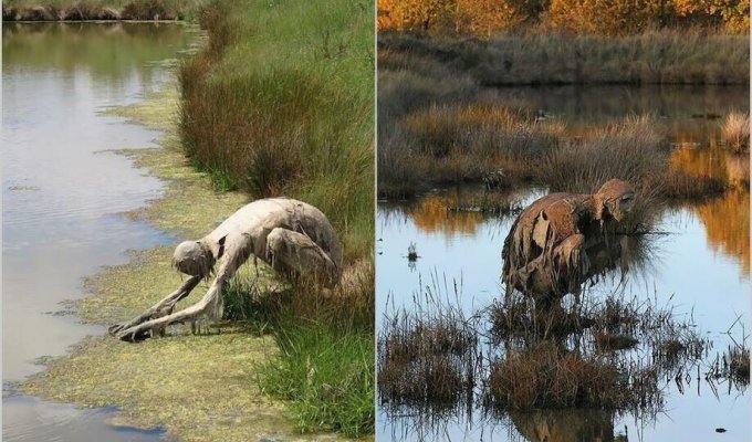 12 photos of swamp monsters that settled in the swamps of France (13 photos)