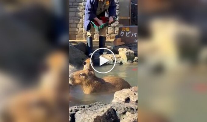 В Японии состоялся конкурс купания капибар