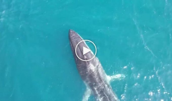В Испании засняли огромного кита со сломанным позвоночником