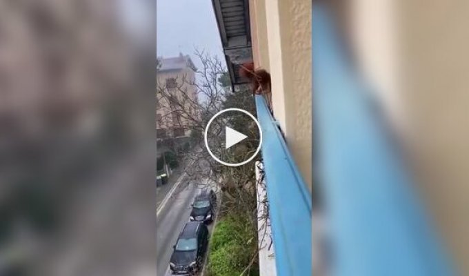 Белка построила себе убежище за окном жилого дома