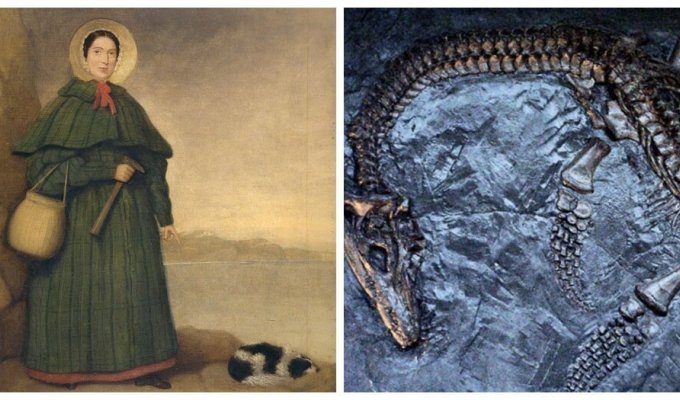 Mary Anning - the girl who discovered ancient dragons to the world (8 photos)