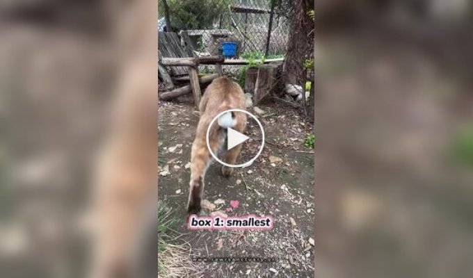 Выбираем коту коробку